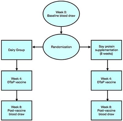 Use of UV Treated Milk Powder to Increase Vaccine Efficacy in the Elderly